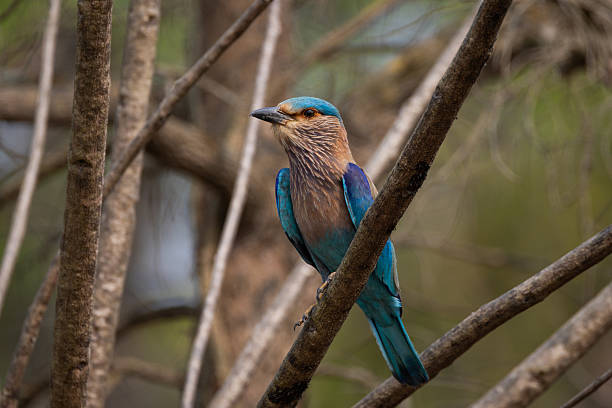 Bird Watching at Chitwan